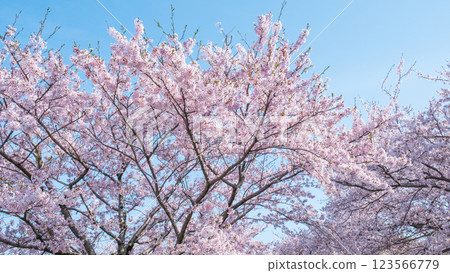 櫻花盛開（旭船川） 123566779