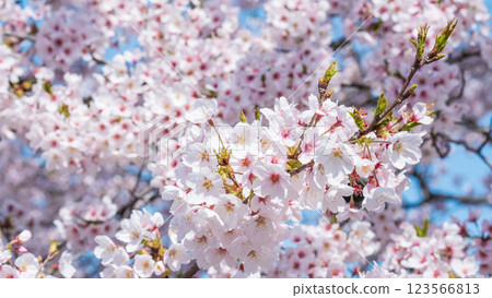 櫻桃樹 櫻桃樹 123566813