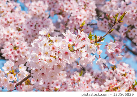 Cherry Blossoms	 123566829