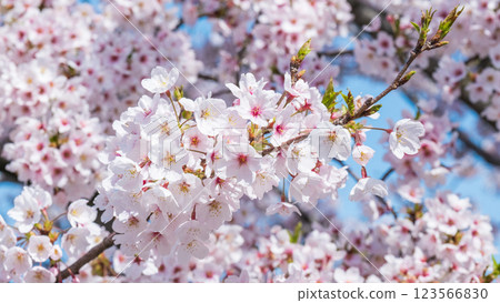 櫻桃樹 櫻桃樹 123566830