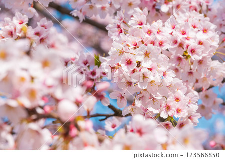 Cherry Blossoms	 123566850