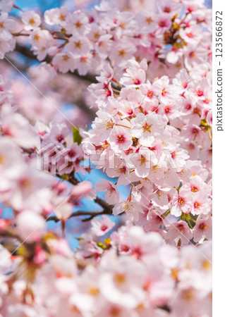 櫻桃樹 櫻桃樹 123566872