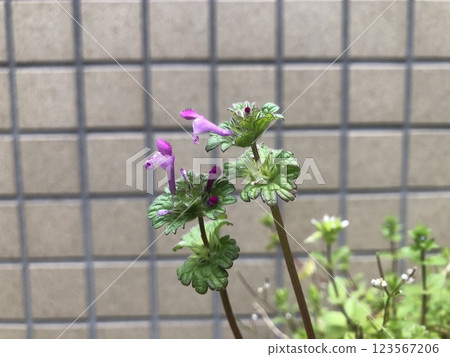 佛座、Lamium amplexicaule、野草、開花植物 123567206