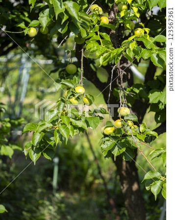 Plum tree bearing fruit 123567361