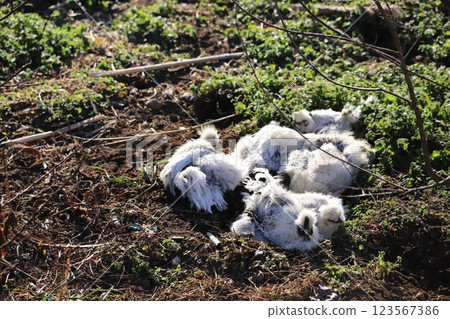 Silkie taking a mud bath 123567386