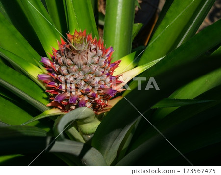 Pineapple blossom with green leaves in background, The purple petals of the flower spring on the fruit Pineapple blossom with green leaves in background, The purple petals of the flower spring on the fruit 123567475