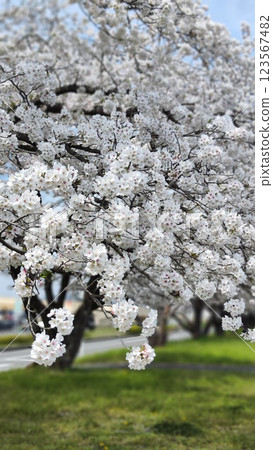 糸貫川沿岸的櫻花樹下,大家的笑容匯聚在一起 糸貫川沿岸的櫻花樹下,大家的笑容匯聚在一起 123567482