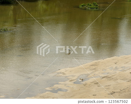 Shallows of the Yamato River and a Great Egret 123567502