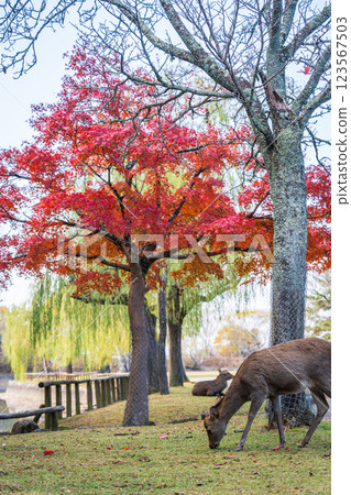 [Autumn] Deer in Nara Park [Autumn leaves] 123567503