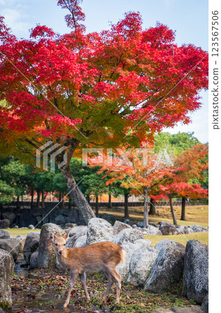 [Autumn] Deer in Nara Park [Autumn leaves] 123567506