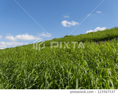 藍天碧水、綠樹成蔭的堤防風景 藍天碧水、綠樹成蔭的堤防風景 123567537