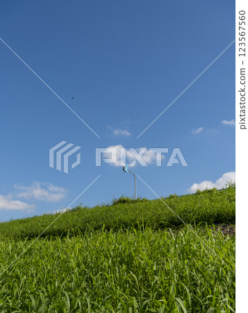 藍天碧水、綠樹成蔭的堤防風景 123567560