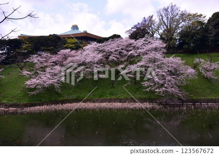 Cherry blossoms at Kitanomaru Park 123567672