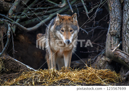 Gray wolf (Canis lupus) emerging from den 123567699