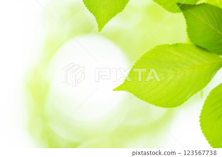 Fresh green leaves background material 123567738
