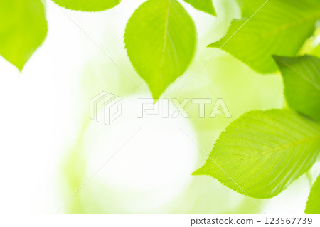 清新綠葉背景素材 清新綠葉背景素材 123567739