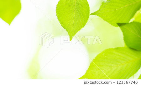 清新綠葉背景素材 123567740