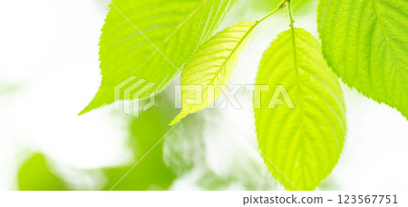 清新綠葉背景素材 123567751
