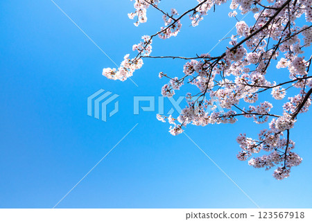 Refreshing blue sky, cherry blossoms and copy space Refreshing blue sky, cherry blossoms and copy space 123567918