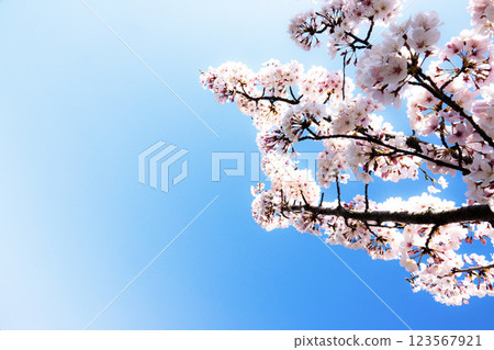 清爽的藍天、櫻花與影印空間 清爽的藍天、櫻花與影印空間 123567921