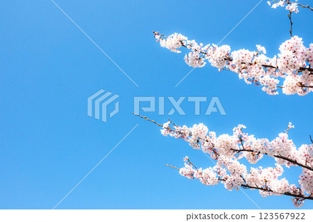 清爽的藍天、櫻花與影印空間 123567922