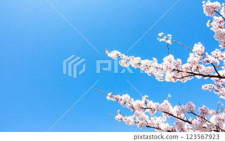 Refreshing blue sky, cherry blossoms and copy space 123567923