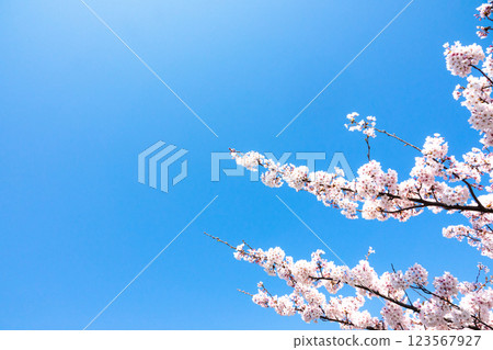 Refreshing blue sky, cherry blossoms and copy space 123567927