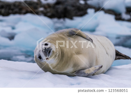 Crabeater Seal resting on a sheet of ice 123568051
