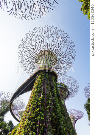 Low-angle view of the Supertree Grove at Gardens by the Bay in Singapore, there is an exhilarating light and musical show at night. 123568340