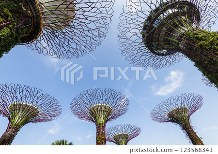 Low-angle view of the Supertree Grove at Gardens by the Bay in Singapore, there is an exhilarating light and musical show at night. 123568341