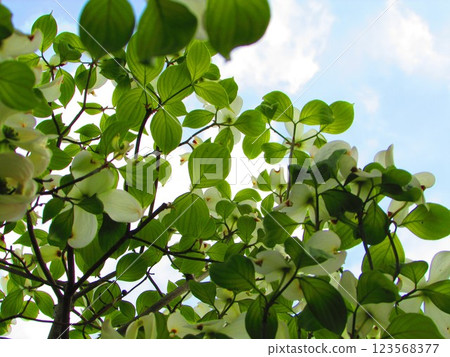 白色的山茱萸在藍天的襯托下閃閃發光 123568377