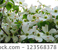 盛開的白色山茱萸 123568378