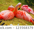 火烈鳥一起睡覺 123568379