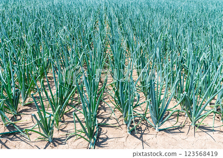 在鄉村種植的日本洋蔥 123568419