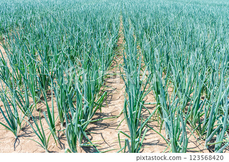 在鄉村種植的日本洋蔥 123568420