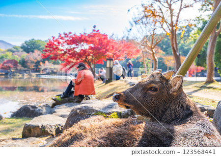 [秋] 奈良公園的鹿 [紅葉] 123568441