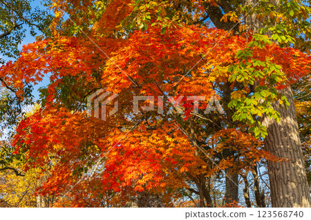 北海道的秋天：大沼公園的紅葉 123568740