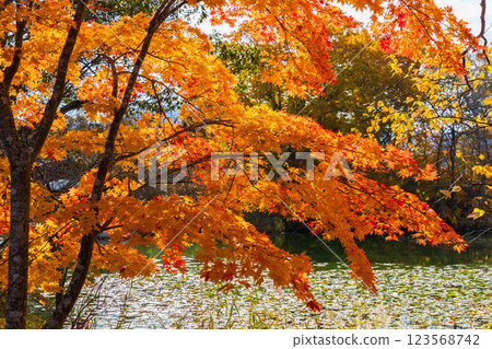 北海道的秋天：大沼公園的紅葉 123568742