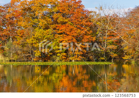 北海道的秋天:大沼公園的紅葉 北海道的秋天:大沼公園的紅葉 123568753