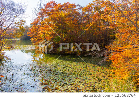 Autumn in Hokkaido: Autumn leaves at Onuma Park 123568764