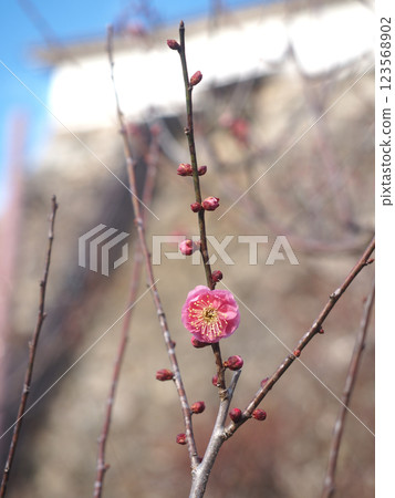 A single double-petaled red plum blossom (Spring sky and the plum blossoms at Kochi Castle) 123568902