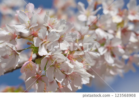 大船花卉中心的櫻花 大船花卉中心的櫻花 123568908