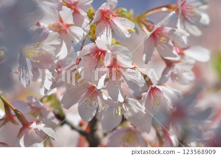 大船花卉中心的櫻花 大船花卉中心的櫻花 123568909