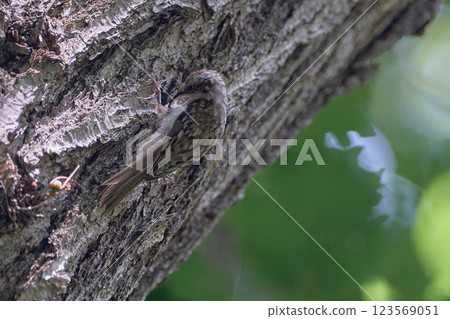 Kibasiri Kibasiri 123569051