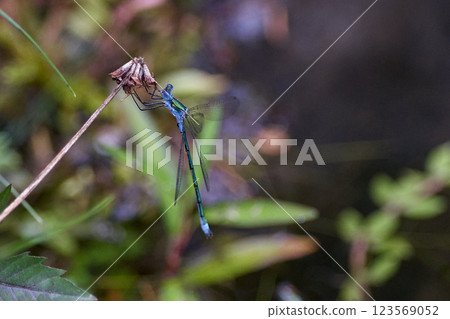 Blue Damselfly family 123569052