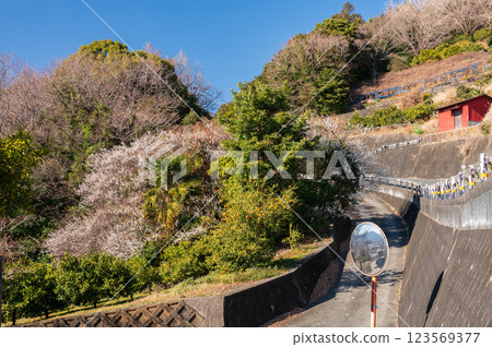 Soga Bessho Village, Tajima Pass, Early Spring 123569377