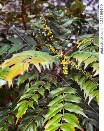 Close-up of a holly-leaf mahonia 123569469