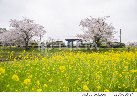 Kominato Tetsudo Itabu Station in Spring, the Sanctuary of Shooting Iron 123569584