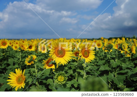 Omuta City Sunflower Field, 123569660
