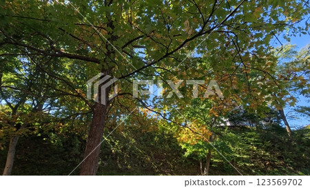 Maple trees starting to change color Maple trees starting to change color 123569702